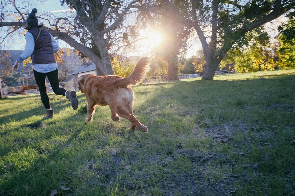 people running with their dog